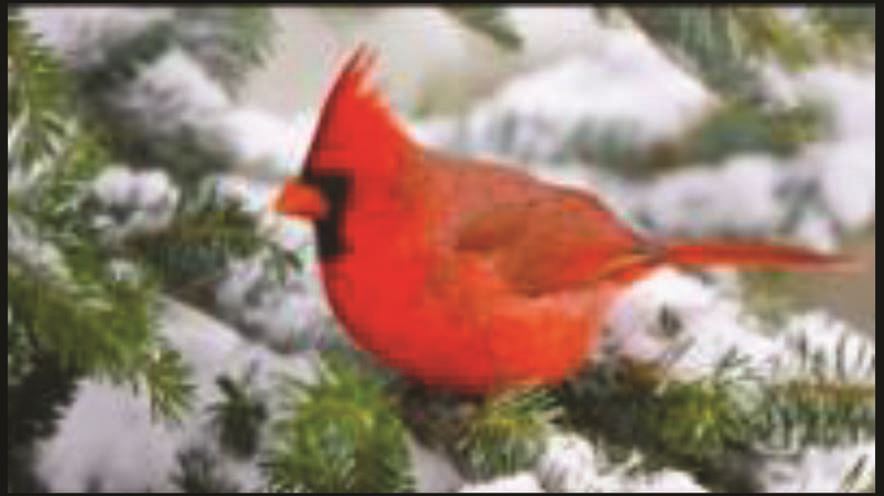 Combined Community Partners Presentation Winter 2021, pic of cardinal on snowy branch