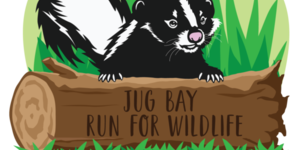 Jug Bay Run for Wildlife Skunk Illustration