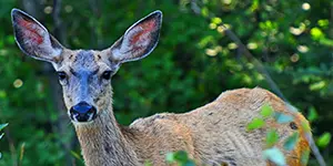 A sickly looking deer staring directly at you.